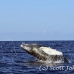whale_humpback_sb_h_2571_dom2628.jpg